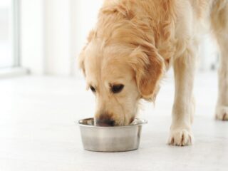 Kann man Hunde vegan ernähren? In diesem Artikel findet ihr alle wichtigen Infos dazu.