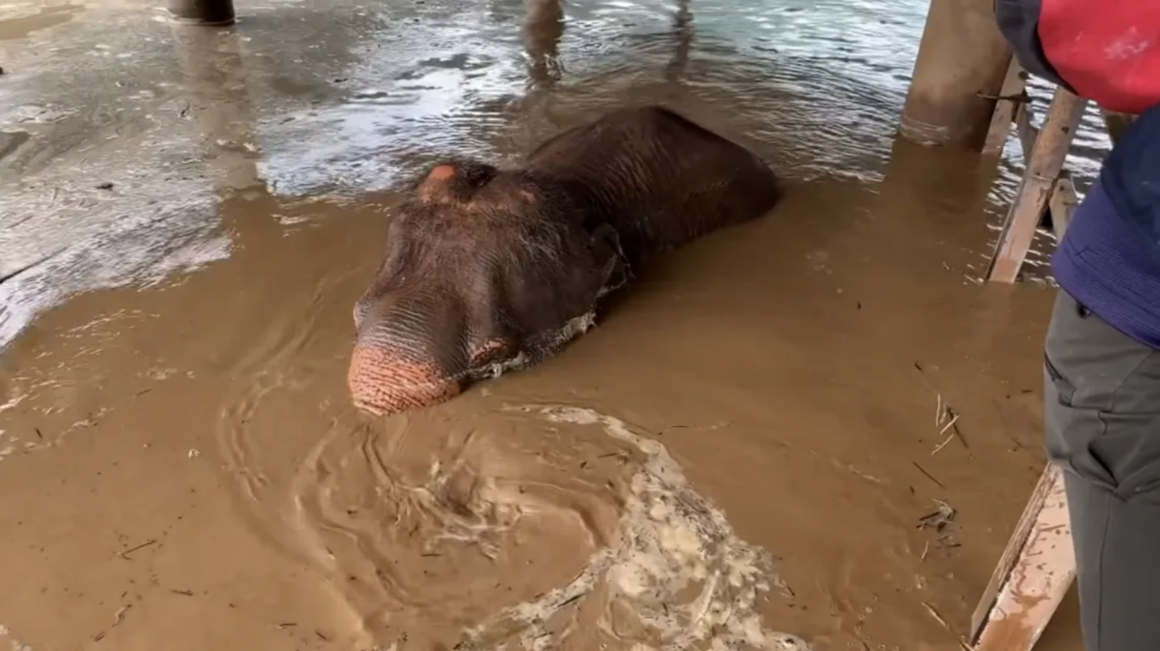 Elephant Nature Park Chaing Mai - Flut - Drohnenaufnahme überflutetes Gebiet im Dschungel von Thailand
