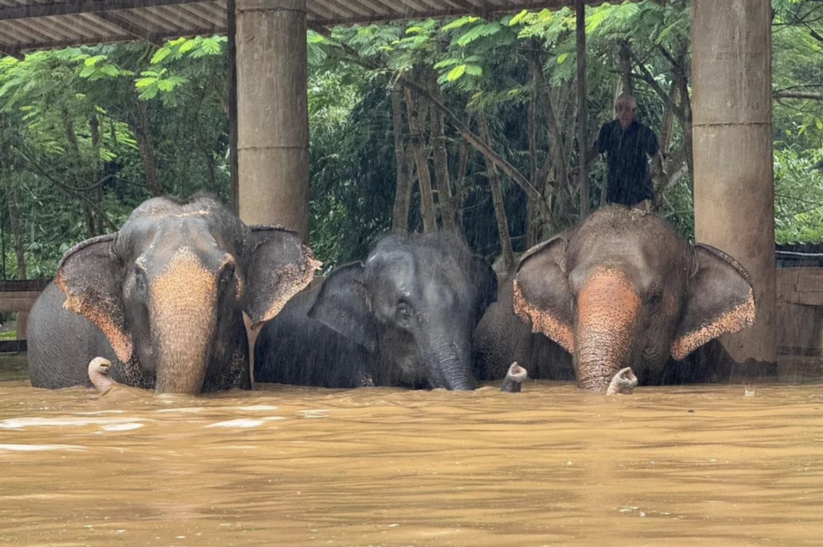 Elephant Nature Park Chaing Mai - Flut - Drohnenaufnahme überflutetes Gebiet im Dschungel von Thailand - Elefant im Wasser