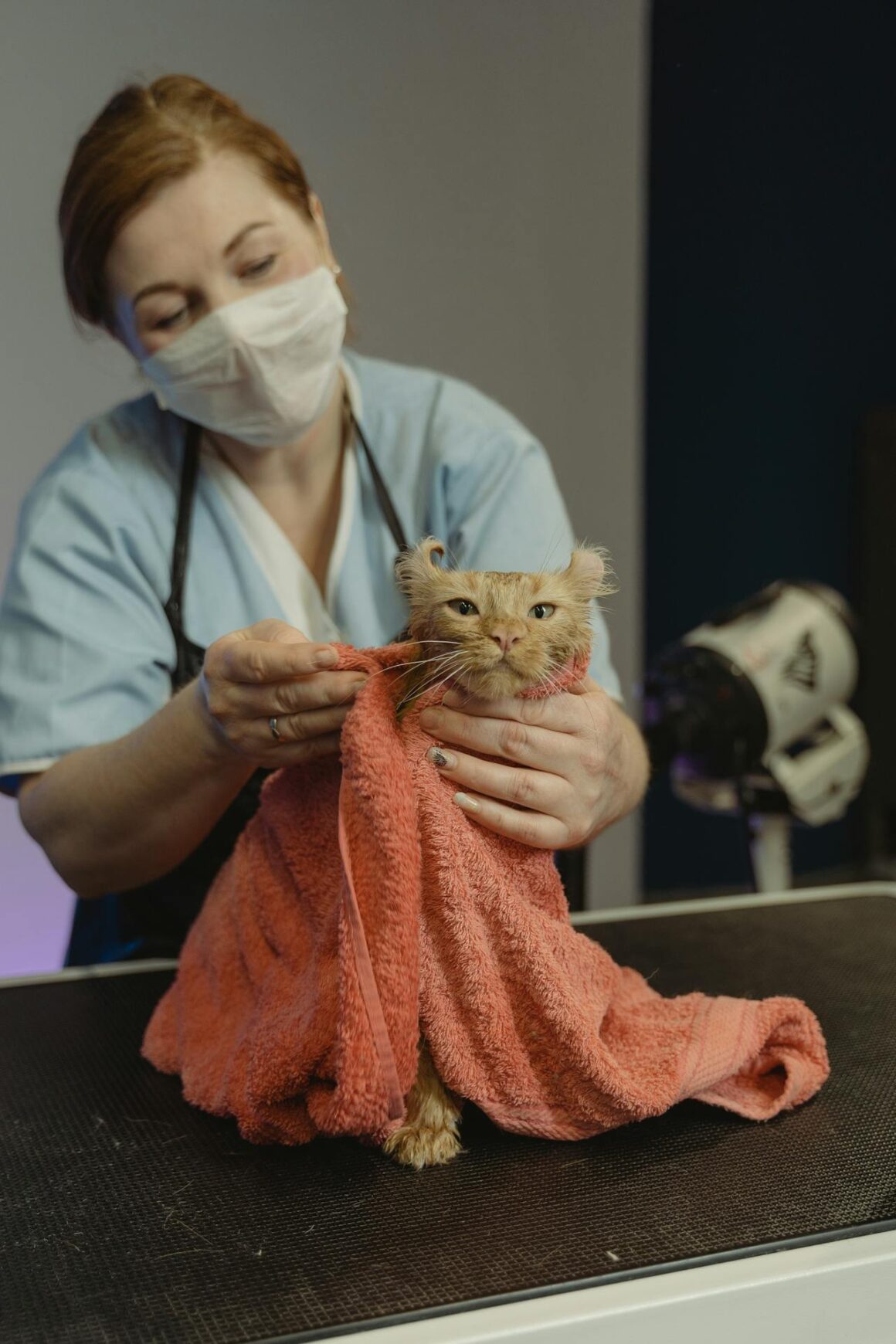 Katzen Versicherung - Katze beim Tierarzt in Behandlung